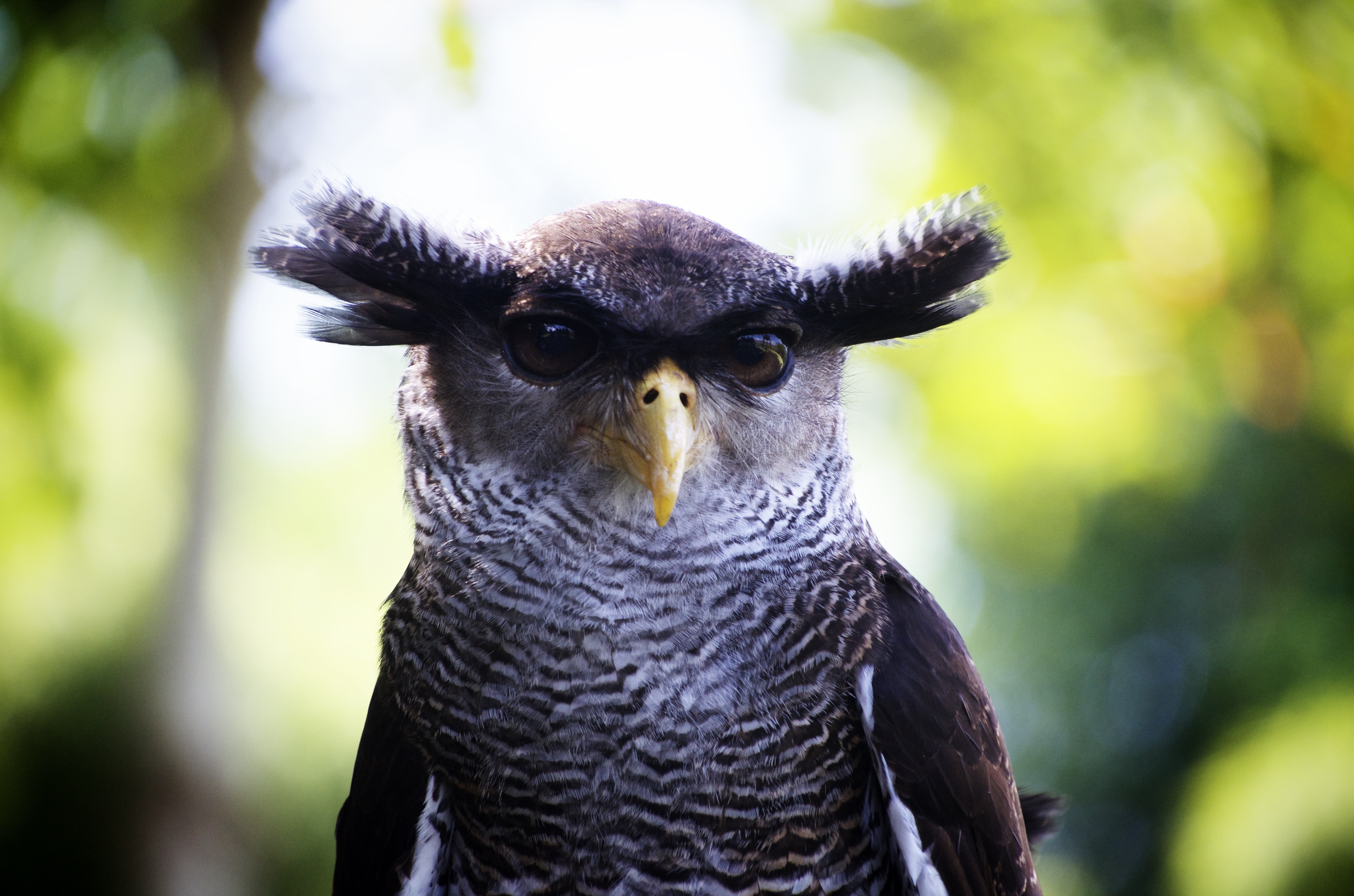 Owl