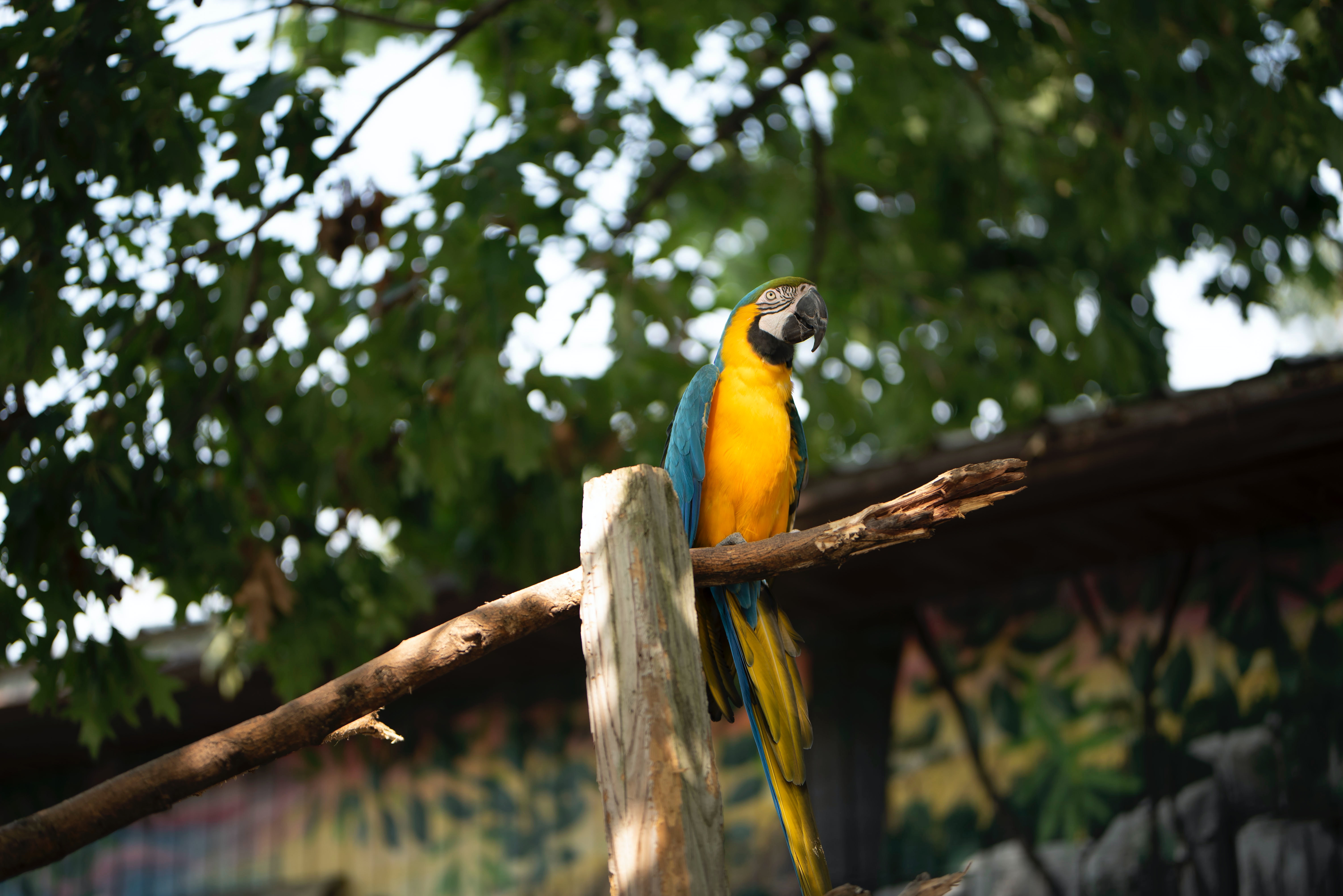 Parrot